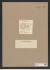 Cyclostella umbilicata (Ehr.) Ralfs. (de-Toni-Nr.: Genus 216, Species 5470j) Zeichnungen Sammlung Grunow Nr. 9351 (NHMW-BOT-W0379174)